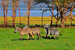 Tanzania - Safari Honeymoons